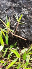 Ceropegia anantii