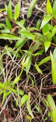 Ceropegia anantii