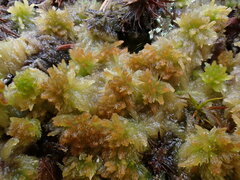 Sphagnum angustifolium