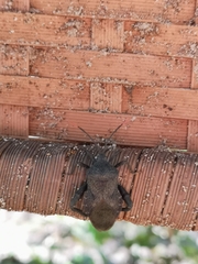 Coreidae