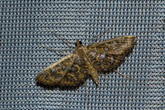 Nausinoe geometralis