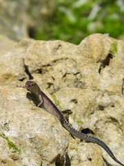 Cryptoblepharus africanus