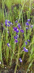 Utricularia reticulata