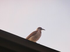 Philemon citreogularis