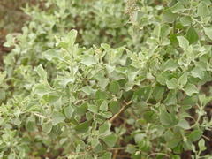 Atriplex
