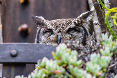 Bubo africanus africanus