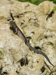 Cryptoblepharus africanus