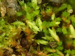Bryum