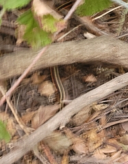 Thamnophis elegans terrestris