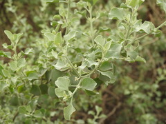 Atriplex