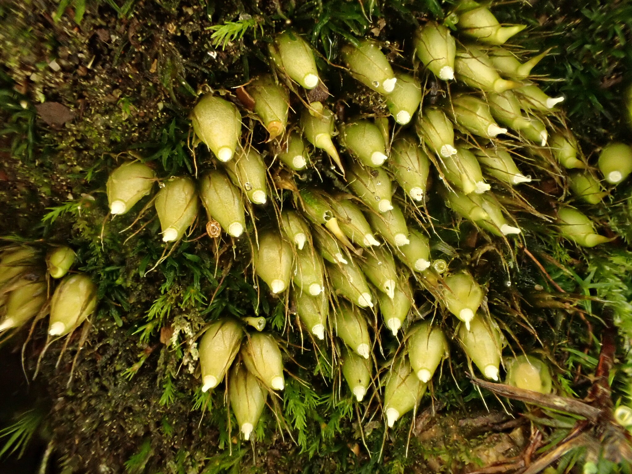Diphyscium foliosum