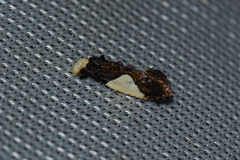 Tineinae