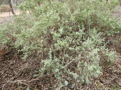 Atriplex