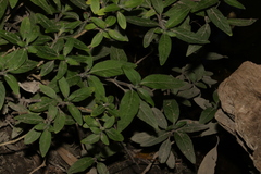 Ruellia squarrosa