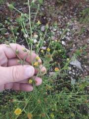 Dittrichia graveolens
