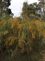 Pultenaea