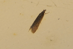 Euchromius ocellea