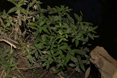 Ruellia squarrosa