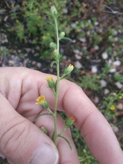 Dittrichia graveolens