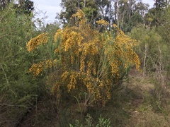 Pultenaea