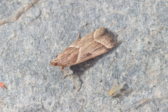 Nyctegretis lineana