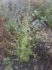Dittrichia graveolens