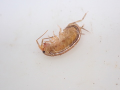 Talitridae