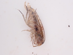Talitridae