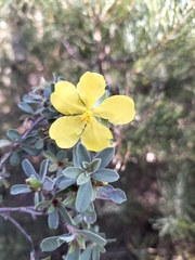 Hibbertia obtusifolia