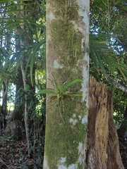 Sarcochilus falcatus