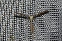 Pterophoroidea