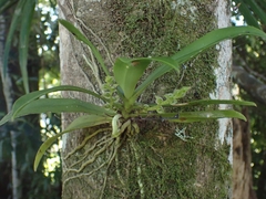 Sarcochilus falcatus