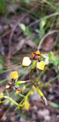 Diuris pardina