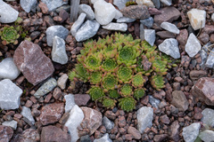 Sempervivum pumilum