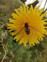 Syrphus ribesii