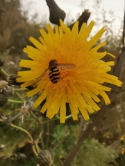 Syrphus ribesii
