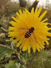 Syrphus ribesii