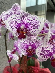Phalaenopsis