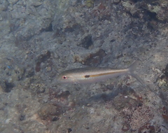Mulloidichthys flavolineatus