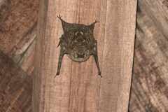 Rhynchonycteris naso