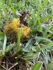 Aureoboletus flaviporus