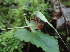 Corybas acuminatus