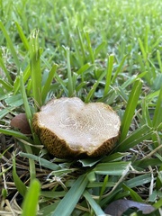 Aureoboletus flaviporus