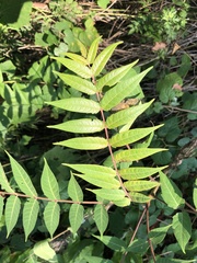 Ailanthus altissima