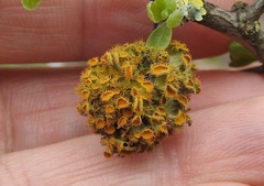 Teloschistes chrysophthalmus