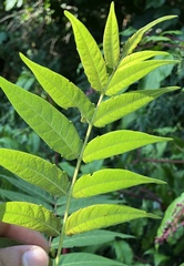 Ailanthus altissima