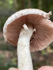 Agaricaceae