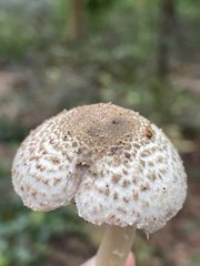 Agaricaceae