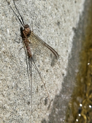 Ecdyonurus torrentis