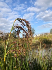 Machaerina articulata
